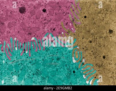Le micrographe TEM (faux microscope électronique à transmission de couleurs) est très complexe interdigitations cellulaires reliant la surface latérale de quatre épit Banque D'Images