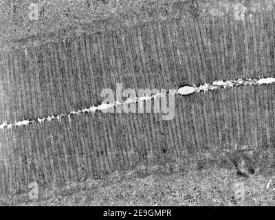 Micrographe à microscope électronique à transmission (TEM) montrant une bordure de pinceau dans la section longitudinale. Les microvillosités de ces deux cellules de l'intestin grêle ar Banque D'Images