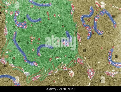 Micrographe à faux microscope électronique en couleur montrant des chylomicrons (rouge) dans les entérocytes de l'intestin grêle. Ils apparaissent dans l'appareil de Golgi (rose) an Banque D'Images