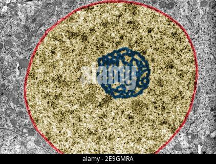 Micrographe TEM (False Color transmission Electron microscope) montrant l'ultrastructure d'un noyau (or) avec un nucléole très proéminent (bleu) a Banque D'Images