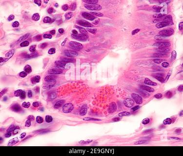 Micrographe à fort grossissement des cellules Paneth montrant de très grandes granulations éosinophiles. Ils sont situés au fond d'une crypte de la Lieberkühn Banque D'Images