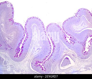 Image à très faible grossissement de la paroi gastrique. La muqueuse montre de nombreux plis avec un axe de sous-mucose. Piqûres gastriques colorées avec pas teechnique Banque D'Images