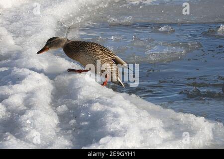 Canards colverts au lac en hiver Banque D'Images