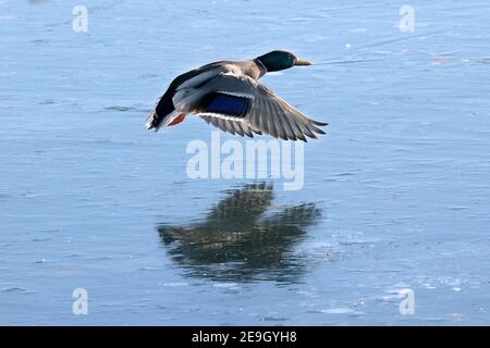 Canards colverts au lac en hiver Banque D'Images