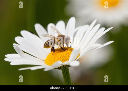 Détail de l'abeille dorée ou de l'abeille en latin APIs mellifera, abeille européenne ou occidentale assise sur la fleur blanche de la Marguerite commune Banque D'Images