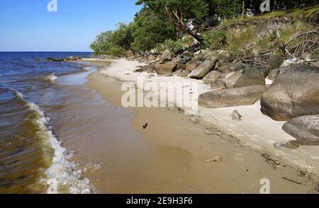 La plage de sable de Rybinsk réservoir avec des arbres et de grandes pierres. Paysage marin d'été avec des boglders sur la côte. Région de Yaroslavl, Russie Banque D'Images