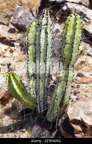 Cactus dans le paysage désertique près de Cerro Blanco, Nazca, Pérou Banque D'Images