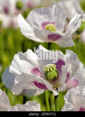 Détail du pavot à opium en fleurs papaver somniferum, fleur de pavot de couleur blanche est cultivé en République tchèque Banque D'Images