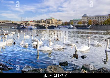 2019 11, Praha, Tchèque. Des cygnes flottent sur la Vltava, Prague, république tchèque Banque D'Images