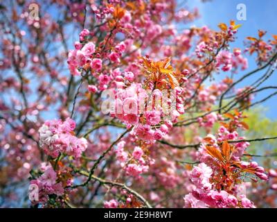 Dense fleur de cerisier rose sur les branches d'un arbre au printemps Banque D'Images