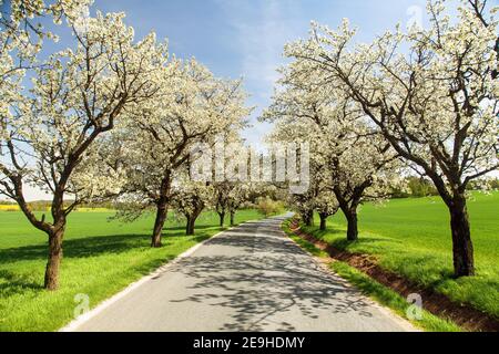 Route et allée de cerisiers fleuris en latin Prunus cerasus avec un ciel magnifique. Cerrytree à fleurs de couleur blanche Banque D'Images