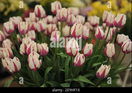 Un bouquet de tulipes blanches et violettes (Tulipa) Flaming Baltic sur une exposition en mai Banque D'Images