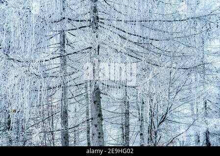 Forêt d'hiver avec neige et gel sur les mélèzes dans les montagnes. Arbres gelés le matin dans la forêt. Paysage d'hiver avec arbres couverts de fr Banque D'Images