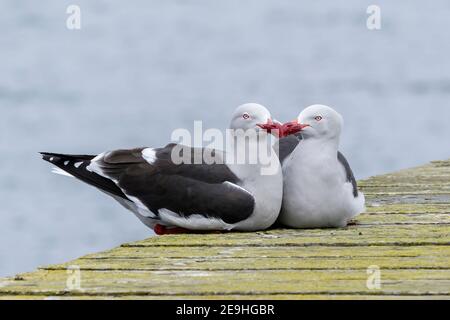 guette des dauphins, Leucophaeus scoresbii, paire d'adultes assis sur une jetée en bois, îles Falkland, Malvinas Banque D'Images