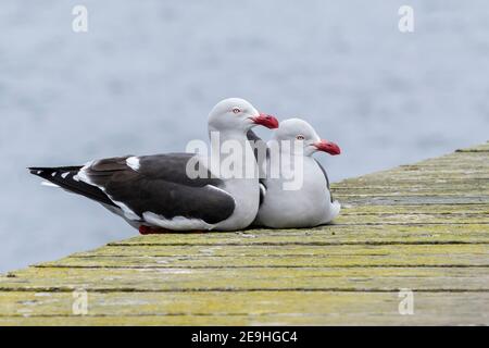 guette des dauphins, Leucophaeus scoresbii, paire d'adultes assis sur une jetée en bois, îles Falkland, Malvinas Banque D'Images