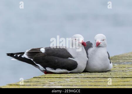 guette des dauphins, Leucophaeus scoresbii, paire d'adultes assis sur une jetée en bois, îles Falkland, Malvinas Banque D'Images