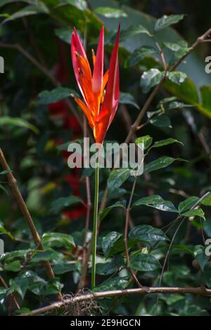 Heliconia psittacorum Parakeetflower Banque D'Images