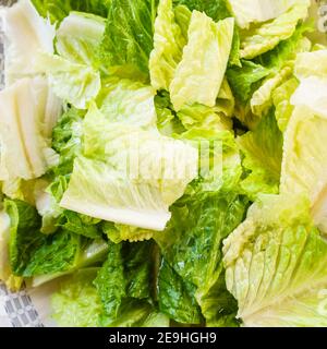 Gros plan de feuilles de laitue fraîchement coupées dans un vert salade Banque D'Images