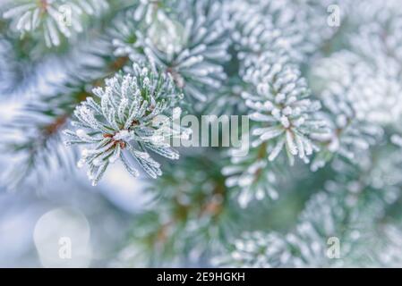 Nature hiver fond avec branches de sapin enneigé. De belles branches de sapin d'hiver ont couvert le gel de près. Modèle hiver Noël avec espace pour les copies Banque D'Images
