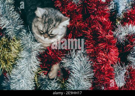 Droit écossais. Joli portrait de chat. Animaux de compagnie heureux. Banque D'Images