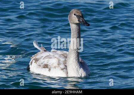 Famille de cygnes trompettes au port en hiver Banque D'Images