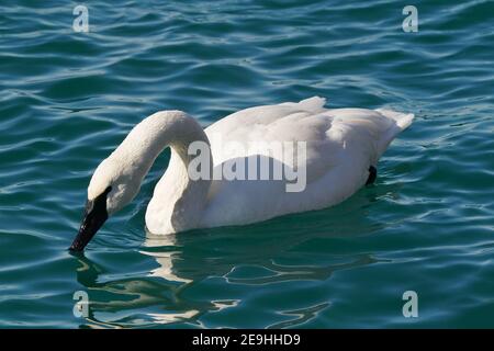 Famille de cygnes trompettes au port en hiver Banque D'Images