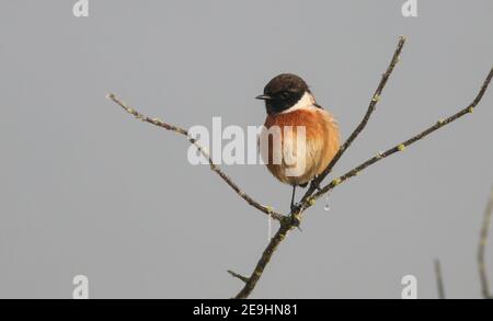 Un magnifique mâle Stonechat à Pitsford Reservoir sur un gelé Matin de décembre Banque D'Images