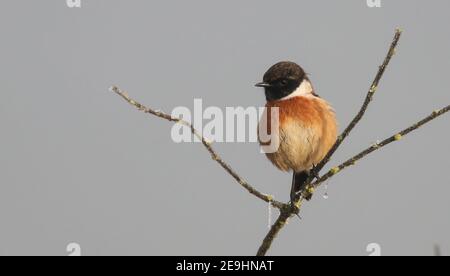 Un magnifique mâle Stonechat à Pitsford Reservoir sur un gelé Matin de décembre Banque D'Images