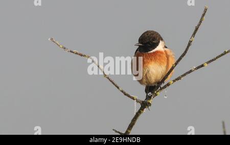 Un magnifique mâle Stonechat à Pitsford Reservoir sur un gelé Matin de décembre Banque D'Images