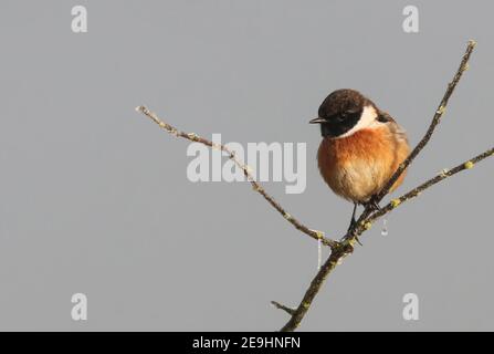 Un magnifique mâle Stonechat à Pitsford Reservoir sur un gelé Matin de décembre Banque D'Images