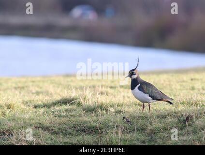 Lapwing se nourrissant sur le pré au réservoir Pitsford Banque D'Images