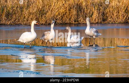 Famille de cygnes muets, Cgynus olor, avec des jueviles et des femelles sur glace dans un réservoir gelé en hiver, se reflète dans l'eau, East Lothian, Écosse, Royaume-Uni Banque D'Images