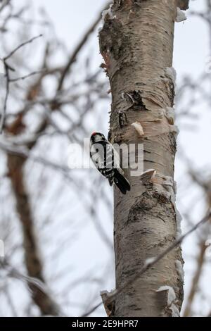 Pic de bois dans la forêt nationale de White Mountain, New Hampshire, États-Unis Banque D'Images