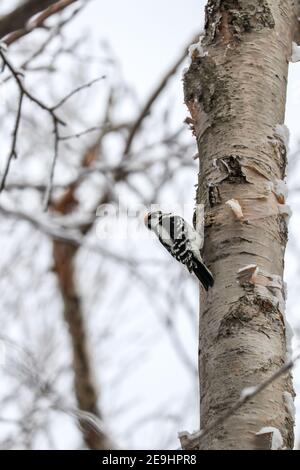 Pic de bois dans la forêt nationale de White Mountain, New Hampshire, États-Unis Banque D'Images