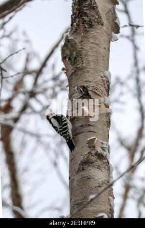 Pic de bois dans la forêt nationale de White Mountain, New Hampshire, États-Unis Banque D'Images