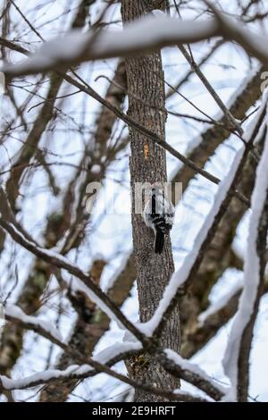 Pic de bois dans la forêt nationale de White Mountain, New Hampshire, États-Unis Banque D'Images