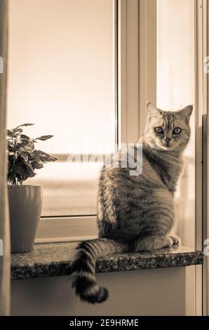 chat britannique sur la fenêtre près du balcon ouvert Banque D'Images