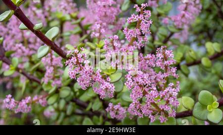 une plante de jade de 35 ans fleurit de rose Fleurs symbolisant la bonne chance au propriétaire le 4 février 2021 Banque D'Images