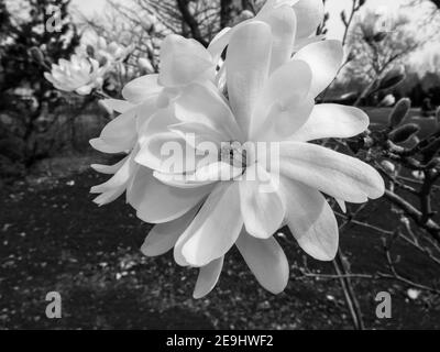 Le Magnolia fleurit; un signe avant-coureur du printemps à Boise, Idaho, Etats-Unis Banque D'Images