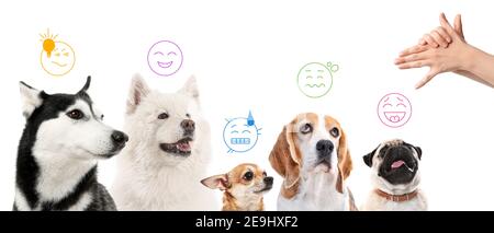 Différents chiens mignons avec des émotions attirées et des mains humaines gestuelle sur fond blanc Banque D'Images