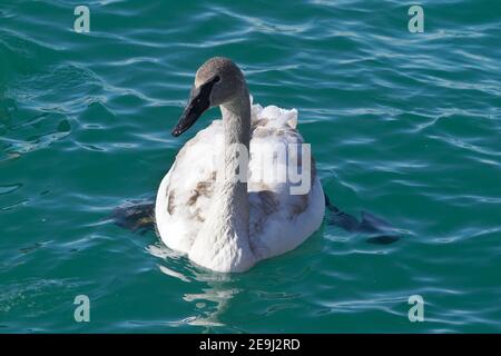 Famille de cygnes trompettes au port en hiver Banque D'Images