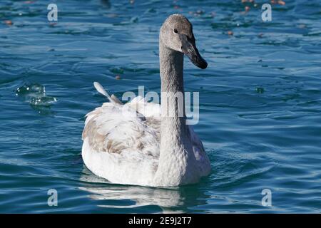 Famille de cygnes trompettes au port en hiver Banque D'Images