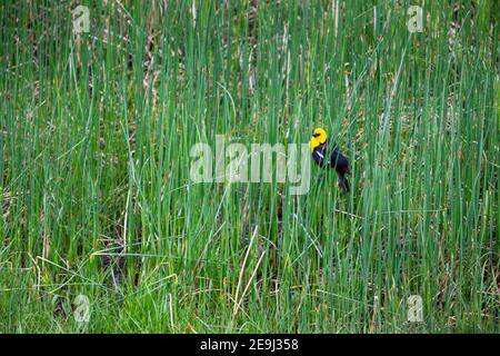 Un blackbird à tête jaune perché dans des herbes le long des rives du lac Floating Island. Parc national de Yellowstone, Wyoming Banque D'Images