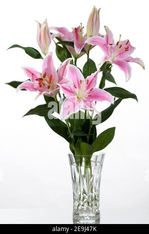 Hybride oriental 'Stargazer', Orientlilja (Lilium orientalis) Banque D'Images