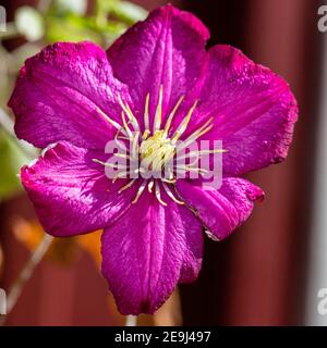 Groupe à grande fleur de la ville de Lyon, Sena storblommig gruppen (Clematis) Banque D'Images