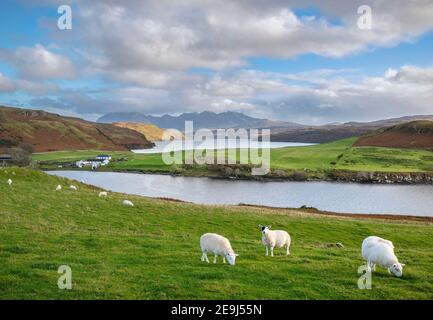 Île de Skye, Écosse : pâturage des moutons sur une colline herbeuse surplombant le Loch Harport Banque D'Images