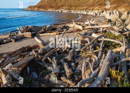 Des bouteilles en plastique et des déchets polluent la plage.Les vieux arbres et les ordures ont été lavés à terre après la tempête.Pollution plastique. Banque D'Images