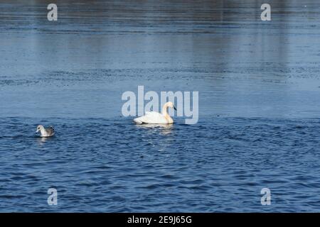 Cygne toundra unique avec mouette près dans les eaux des marais Banque D'Images