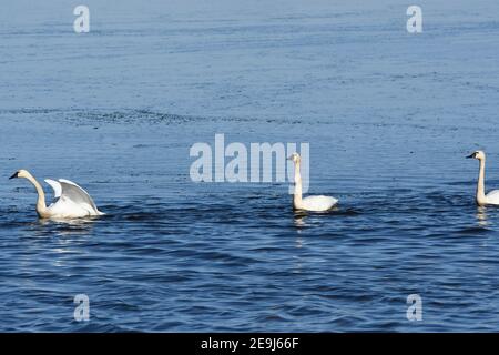 Paire de Cygnes Tundra au départ du lac Banque D'Images