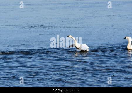 Paire de Cygnes Tundra au départ du lac Banque D'Images